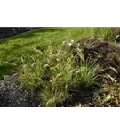 Haar-Federgras - Stipa capillata