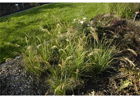 Stipa capillata - Haar-Federgras