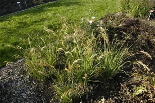 Haar-Federgras - Stipa capillata