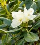 Yaku-Rhododendron 'Flava' - Rhododendron yak.'Flava' I