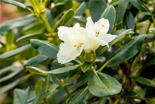 Yaku-Rhododendron 'Flava' - Rhododendron yak.'Flava' I