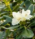 Yaku-Rhododendron 'Flava' - Rhododendron yak.'Flava' I