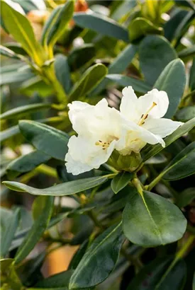 Yaku-Rhododendron 'Flava' - Rhododendron yak.'Flava' I