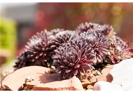 Sempervivum arachn.'Rubrum' - Spinnwebige Garten-Steinrose