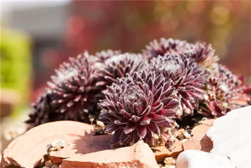 Spinnwebige Garten-Steinrose - Sempervivum arachn.'Rubrum'