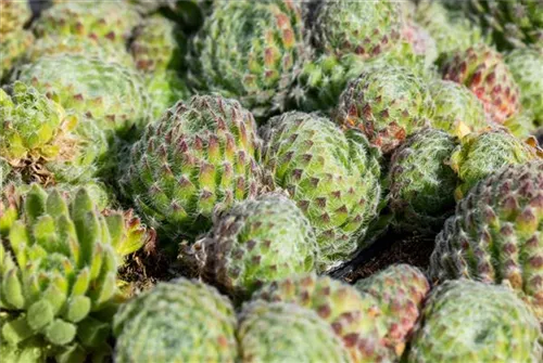 Bewimperte Kugel-Steinrose - Sempervivum ciliosum 'Borisii'