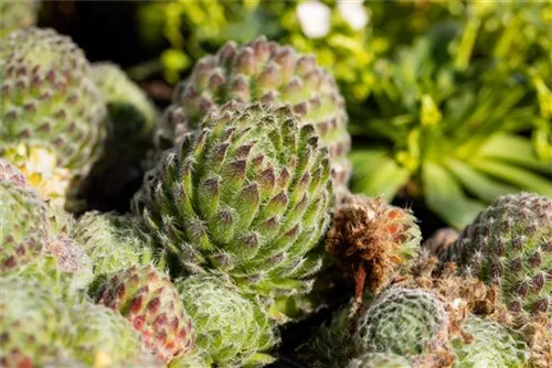 Bewimperte Kugel-Steinrose - Sempervivum ciliosum 'Borisii'