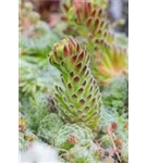 Bewimperte Kugel-Steinrose - Sempervivum ciliosum 'Borisii'