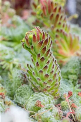 Bewimperte Kugel-Steinrose - Sempervivum ciliosum 'Borisii'