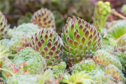 Bewimperte Kugel-Steinrose - Sempervivum ciliosum 'Borisii'