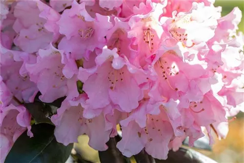 Yaku-Rhododendron 'Kalinka' - Rhododendron yak.'Kalinka' I