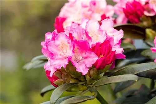 Yaku-Rhododendron 'Kalinka' - Rhododendron yak.'Kalinka' I