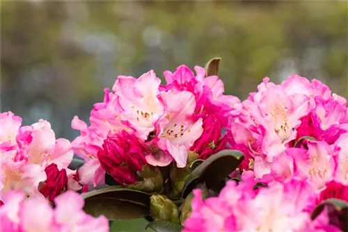 Yaku-Rhododendron 'Kalinka' - Rhododendron yak.'Kalinka' I