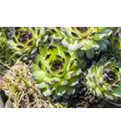 Steirische Berg-Steinrose - Sempervivum montanum ssp.stiriacum