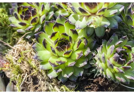 Sempervivum montanum ssp.stiriacum - Steirische Berg-Steinrose