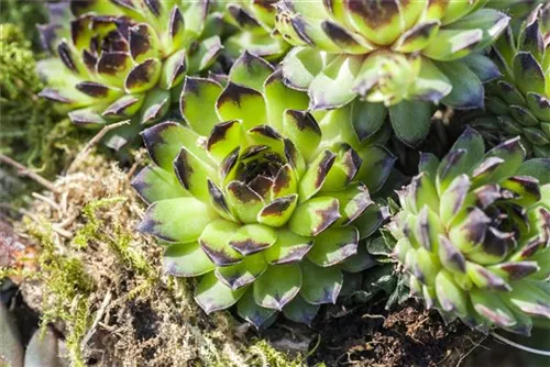 Steirische Berg-Steinrose - Sempervivum montanum ssp.stiriacum