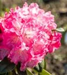 Yaku-Rhododendron 'Morgenrot' - Rhododendron yak.'Morgenrot' I