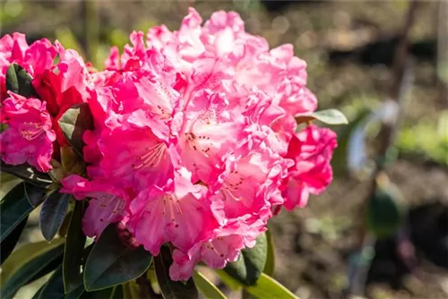 Yaku-Rhododendron 'Morgenrot' - Rhododendron yak.'Morgenrot' I