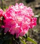 Yaku-Rhododendron 'Morgenrot' - Rhododendron yak.'Morgenrot' I