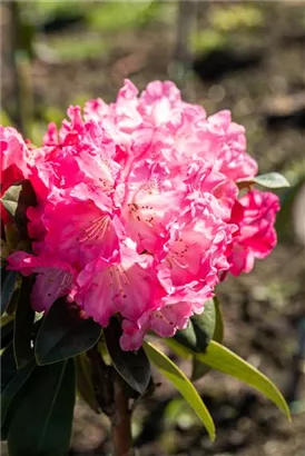 Yaku-Rhododendron 'Morgenrot' - Rhododendron yak.'Morgenrot' I