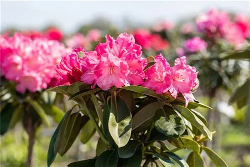 Yaku-Rhododendron 'Morgenrot' - Rhododendron yak.'Morgenrot' I