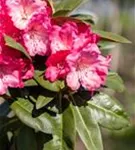 Yaku-Rhododendron 'Morgenrot' - Rhododendron yak.'Morgenrot' I