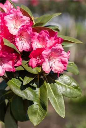 Yaku-Rhododendron 'Morgenrot' - Rhododendron yak.'Morgenrot' I