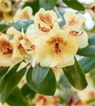 Rhododendron-Hybride 'Viscy' - Rhododendron Hybr.'Viscy' III