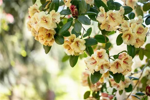 Rhododendron-Hybride 'Viscy' - Rhododendron Hybr.'Viscy' III