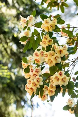 Rhododendron-Hybride 'Viscy' - Rhododendron Hybr.'Viscy' III