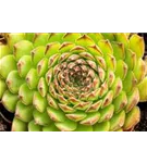 Garten-Dachwurz - Sempervivum tector.'Metallicum Giganteum'