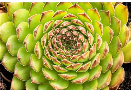 Sempervivum tector.'Metallicum Giganteum' - Garten-Dachwurz