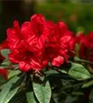 Rhododendron-Hybride 'Vulcan's Flame' - Rhododendron Hybr.'Vulcan's Flame' III