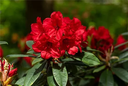 Rhododendron-Hybride 'Vulcan's Flame' - Rhododendron Hybr.'Vulcan's Flame' III