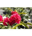 Rhododendron-Hybride 'Wilgen's Ruby' - Rhododendron Hybr.'Wilgen's Ruby' III