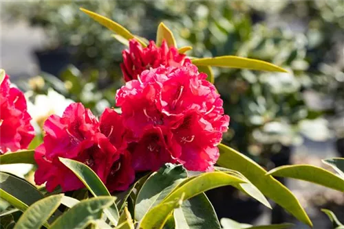 Rhododendron-Hybride 'Wilgen's Ruby' - Rhododendron Hybr.'Wilgen's Ruby' III