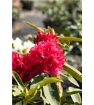 Rhododendron-Hybride 'Wilgen's Ruby' - Rhododendron Hybr.'Wilgen's Ruby' III