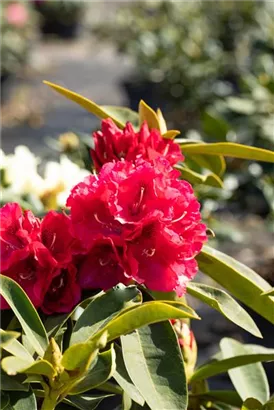 Rhododendron-Hybride 'Wilgen's Ruby' - Rhododendron Hybr.'Wilgen's Ruby' III