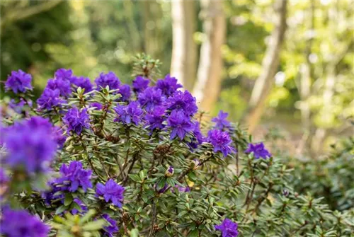 Kleinblättr.Rhododendron 'Azurika' - Rhododendron impeditum 'Azurika' I