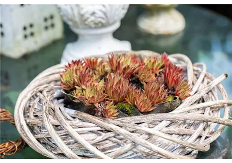 Sempervivum x cult.'Mahagoni' - Garten-Hauswurz