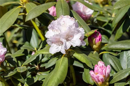 Yaku-Rhododendron 'Schneekrone' - Rhododendron yak.'Schneekrone' I