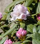 Yaku-Rhododendron 'Schneekrone' - Rhododendron yak.'Schneekrone' I