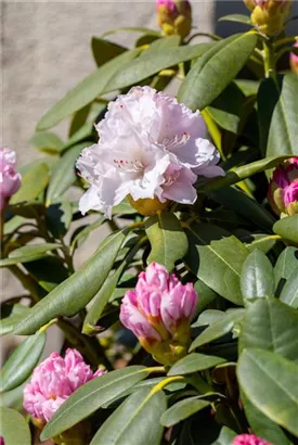 Yaku-Rhododendron 'Schneekrone' - Rhododendron yak.'Schneekrone' I