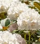 Yaku-Rhododendron 'Schneekrone' - Rhododendron yak.'Schneekrone' I