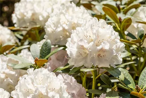 Yaku-Rhododendron 'Schneekrone' - Rhododendron yak.'Schneekrone' I