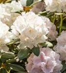 Yaku-Rhododendron 'Schneekrone' - Rhododendron yak.'Schneekrone' I