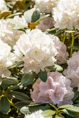 Yaku-Rhododendron 'Schneekrone' - Rhododendron yak.'Schneekrone' I