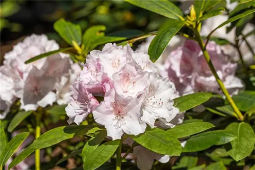 Yaku-Rhododendron 'Schneekrone' - Rhododendron yak.'Schneekrone' I