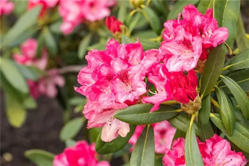 Yaku-Rhododendron 'Sneezy' - Rhododendron yak.'Sneezy' I