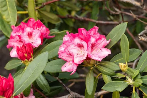 Yaku-Rhododendron 'Sneezy' - Rhododendron yak.'Sneezy' I